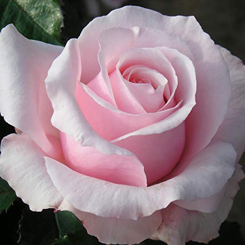 Bride and Groom - 5.5lt Potted Hybrid Tea Garden Rose Bush - Fragrant, Beautifully Shaped Large Baby Pink Blooms - Great Wedding Gift