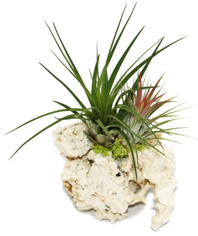 Tillandsien auf Sansibar-Rock L 2 Pflanzen 15cm Topf