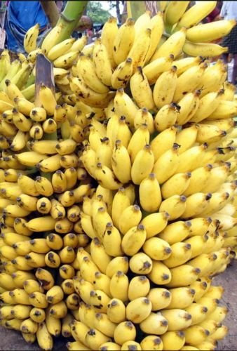 50+ Frische Musa acuminata essbarer Dwarf Bananenbaum Pflanzensamen tropische Früchte