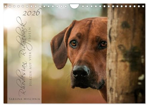 Rhodesian Ridgeback - Herzen auf vier Pfoten (Wandkalender 2026 DIN A4 quer), CALVENDO Monatskalender