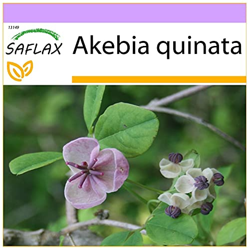 SAFLAX - Schokoladenwein - 10 Samen - Akebia quinata