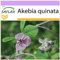 SAFLAX - Schokoladenwein - 10 Samen - Akebia quinata
