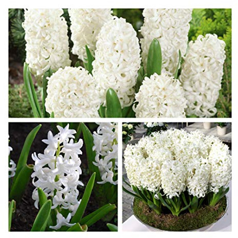 Hyacinth Carnegie x 30 Flower Bulbs. Size 15/16. Pure White Stunning Spring Flowers. Easy to Grow.