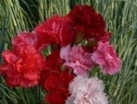 Just Seed - Flower - Carnation - Hardy Border Mixed - 120 Seeds
