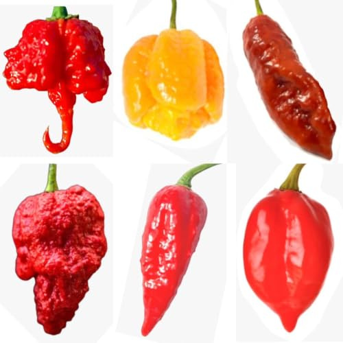 SEMISTRANI.IT - 60 Graines des 6 PIMENTS les Plus FORTS du MONDE, Coll. 6 + Guide Culture : CAROLINA REAPER, SCORPION YELLOW, BROWN BHUTLAH, APOCALYPSE, HABALOKIA et HABANERO ROUGE SAVINA