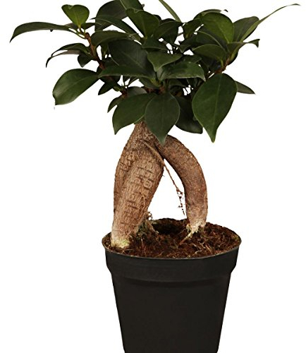 Dominik Blumen und Pflanzen, Lorbeer-Feige Ficus mic. Ginseng, 8cm Topf, 3 Pflanzen