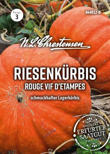 Riesenkürbis Rouge vif d'Etampes Kürbis