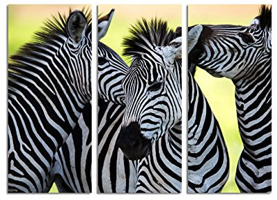 Paul Sinus Art 130x90cm – Keilrahmenbild wilde Zebras Afrika 3teiliges Wandbild auf Leinwand und Keilrahmen - Fotobild Kunstdruck Artprint
