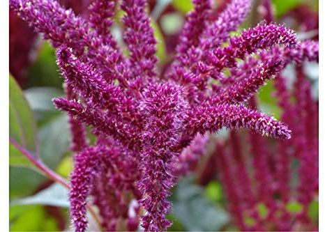 Purple Grain Amaranth 250 Seeds Amaranthus cruentus Annual Brilliant Red Color Sun or Shade Butterflies and Hummingbirds Love!