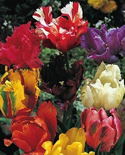 50 Gemischte Papageien Tulpenzwiebeln Blumenzwiebeln Tulpen
