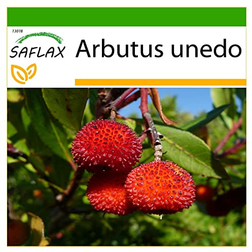 SAFLAX - Erdbeerbaum - 50 Samen - Mit keimfreiem Anzuchtsubstrat - Arbutus unedo