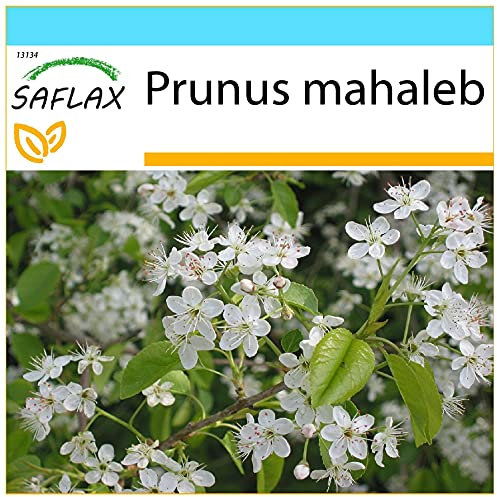 SAFLAX - Geschenk Set - Felsenkirsche - 30 Samen - Mit Geschenk- / Versandbox, Versandaufkleber, Geschenkkarte und Anzuchtsubstrat - Prunus mahaleb