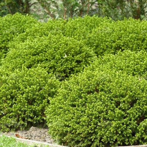 3 X HEBE 'Green Mound' Evergreen Shrub Hardy Garden Plant in Pot
