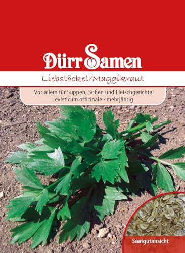 Dürr-Samen - Liebstöckel/Maggiekraut Saatgut