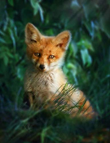 Tiere Notizbuch 04: Fuchs 'Willow': 17x22 cm - weiße Seiten mit Eckmotiv (Band 04)