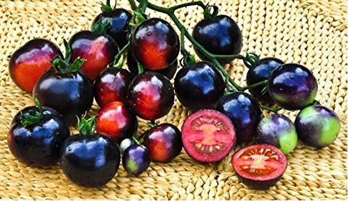 PREMIER SEEDS DIRECT Tomato - Indigo - Rose - 10 Finest Seeds