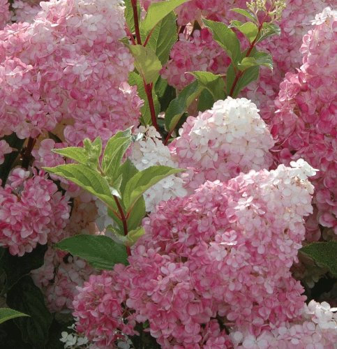 Hydrangea paniculata 'Vanille Fraise' 15cm Pot Size