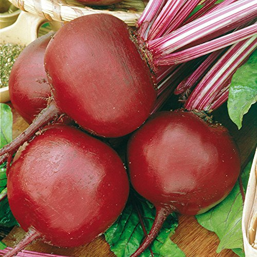 Bio-Rote Beete,