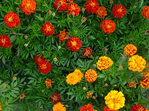 1 kg Tagetes patula nana Sparky Mix