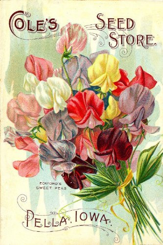 Finger prints Cole's Seed Store Sweet Peas Vintage Seed Cover Picture SC046 Matt A4 Size