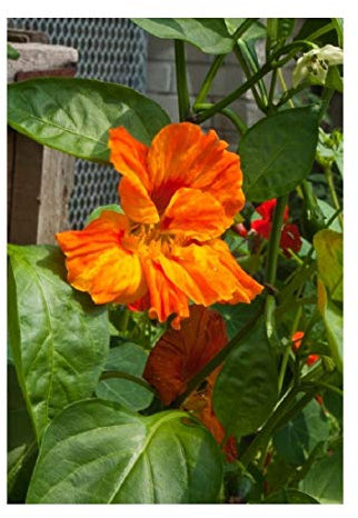 PREMIER SEEDS DIRECT - Nasturtium Seeds - TROPAEOLUM - WHIRLYBIRD Tangerine (250 Seeds)
