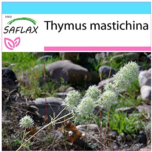SAFLAX - Kit cadeau - Thym résineux - 250 graines - Thymus mastichina
