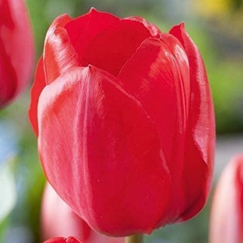 Tulpenzwiebeln Red Impression Rot | Blumenzwiebeln, mehrjährig & robust- Darwin-Hybrid Tulpe Red Impression - 7 Tulpen-Zwiebeln