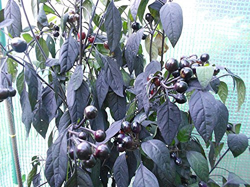 Chili Mini Black Pearl 10 Samen -Schöne Chili mit runden Früchten-