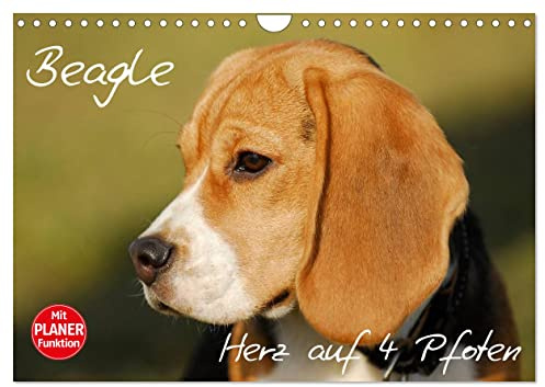 Beagle - Herz auf 4 Pfoten (Wandkalender 2026 DIN A4 quer), CALVENDO Monatskalender: Liebenswerte Schlappohren auf 13 wunderschönen Fotos (CALVENDO Tiere)