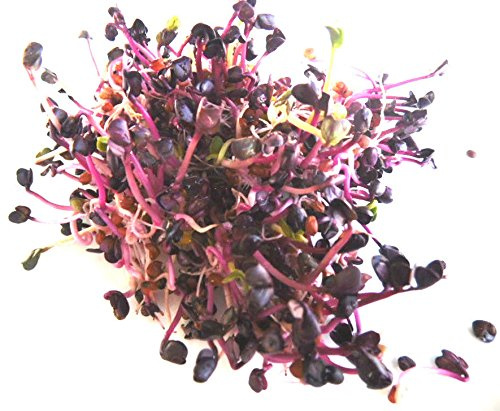 BIO Keimsprossen Radies Rambo purpurviolett 250 g Samen für die Sprossenzucht Mikrogrün Grünkraut