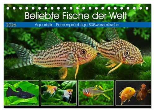 Beliebte Fische der Welt (Tischkalender 2026 DIN A5 quer), CALVENDO Monatskalender: Aquaristik - Farbenprächtige Süßwasserfische (CALVENDO Hobbys)