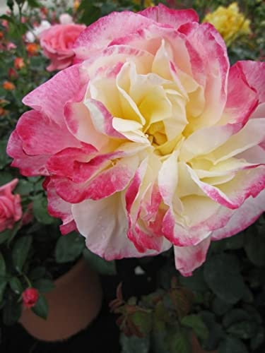 Baumschule Pflanzenvielfalt Edelrose Double Delight® - Rosa Double Delight® - Teehybride - rubinrot-cremeweiß - Duft++++