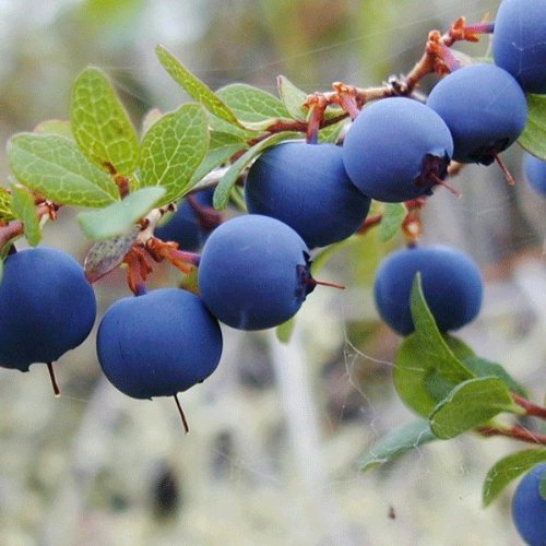 Vaccinium corymbosum Blueberry 'Bluetta' 15cm Pot Size
