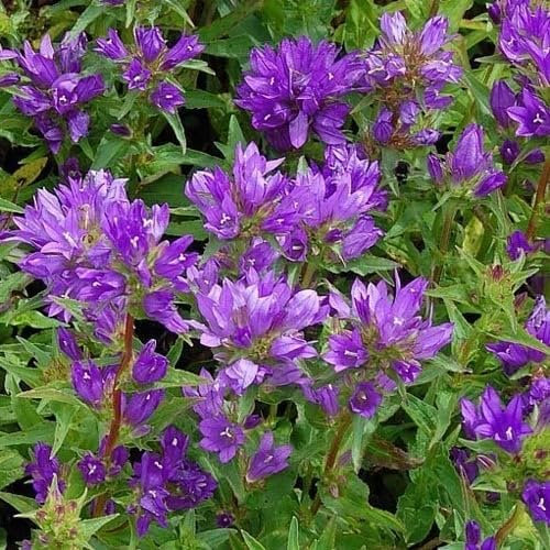 Plant World Seeds - Campanula Glomerata Acaulis Seeds (Alpine Plant Seeds)