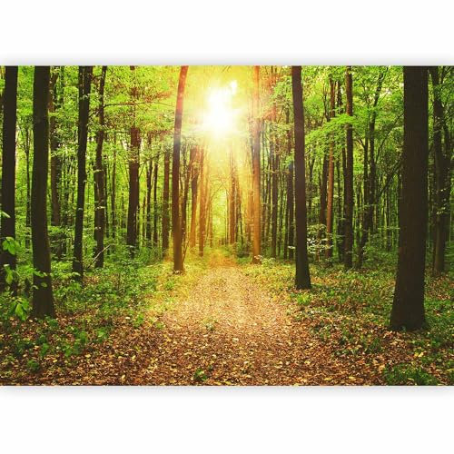 Fotomurales B&D XXL Bosque Paisaje 250x175 cm Papel pintado tejido no tejido Decoración de Pared decorativos Murales moderna de Diseno Fotográfico Naturaleza c-B-0076-a-b