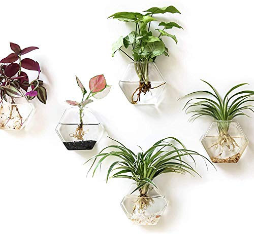 Kingbuy Sechseckiges Wand-Pflanzgefäß-Set – Glas-Anzucht-Terrariumvasen mit hängenden Halterungen für Zimmerpflanzen, Luftpflanzen und Hydrokultur-Stationen, Heimbüro-Dekoration,