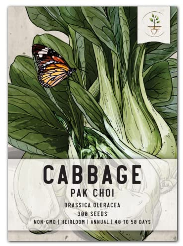 Seed Needs, Pak Choi/Bok Choy Cabbage Seeds - 300 Heirloom Seeds for Planting Brassica oleracea - Non-GMO & Untreated for an Outdoor Vegetable Garden (1 Pack)