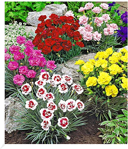 BALDUR Garten Prachtmischung 'Duft-Gartennelken', 5 Pflanzen Dianthus plumarius winterharte Staude, trockenresistent, mehrjährig, bienenfreundlich, pflegeleicht, Wasserbedarf gering, blühend