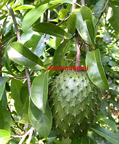 6 SEMI DI Annona MuricataGuanàbana, GRAVIOLA