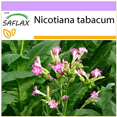 SAFLAX - Pianta del tabacco - 250 semi - Nicotiana tabacum