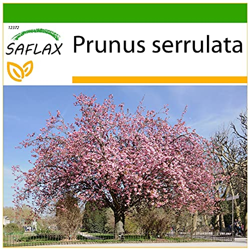 SAFLAX - Cerisier du Japon - 30 graines - Avec substrat - Prunus serrulata