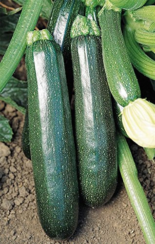 JustSeed - Vegetable - Courgette - Sure Thing - 30 Seeds - Large Pack