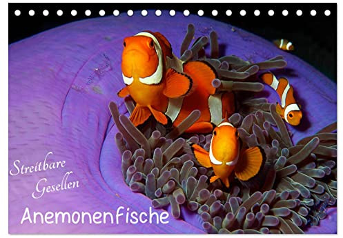 Anemonenfische - Streitbare Gesellen (Tischkalender 2026 DIN A5 quer), CALVENDO Monatskalender: Quirlige Nemos - neugierig und mutig! (CALVENDO Tiere)