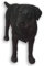 The Leonardo Collection Accessory, Stone, Black, One Size