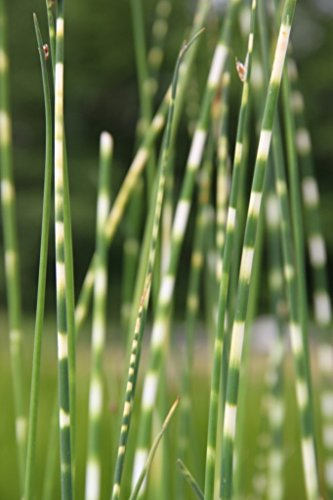 2er-Set - Scirpus tabernaemontani 'Zebrinus' (Schoenoplectus) - Zebrasimse - Wasserpflanzen Wolff