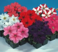 Just Seed - Flower - Petunia - Eagle Mix F1-250 Seeds - Compact