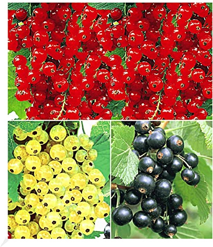 BALDUR Garten 3er Johannisbeer-Kollektion schwarz, rot + weiß