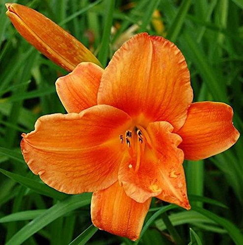 Hemerocallis cultorum 'Mauna Loa' – Winterhart, Mehrjährig, Pflegeleicht – Taglilie – Staude für Beet & Garten