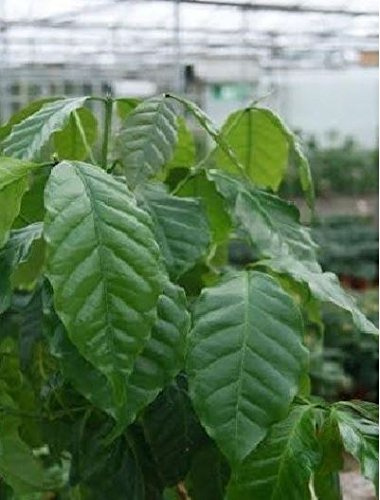 Just Seed - House Plant - Coffea Arabica Nana - Coffee Plant - 1000 Seeds - Special