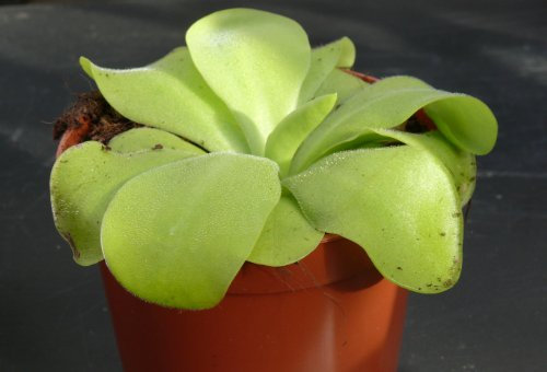 Carnivorous Plant Pinguicula Weser (Butterwort)